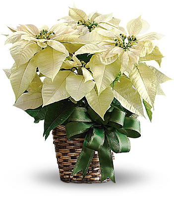 White Poinsettia from Sharon Elizabeth's Floral Designs in Berlin, CT